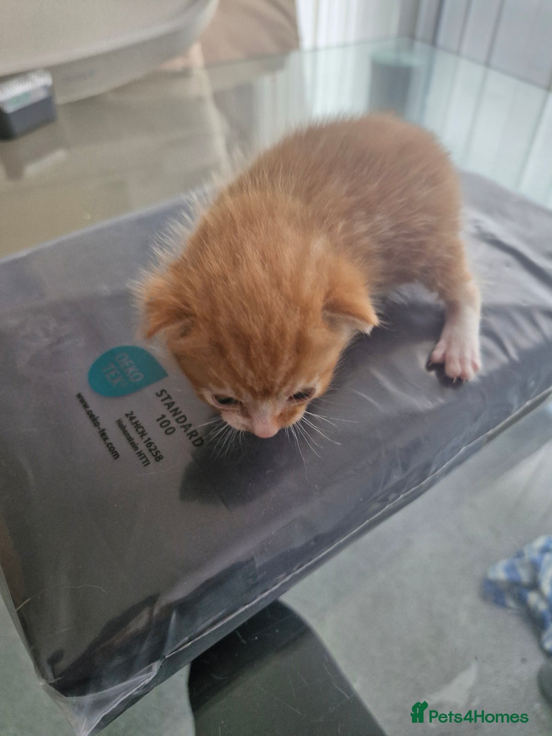 Abyssinian cats for sale: Beautiful & very therapeutic to watch them grow :) - Image 9