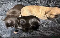 Mixed Breed dogs for sale: Malchi Puppies Looking for Their Forever Homes  - Image 1