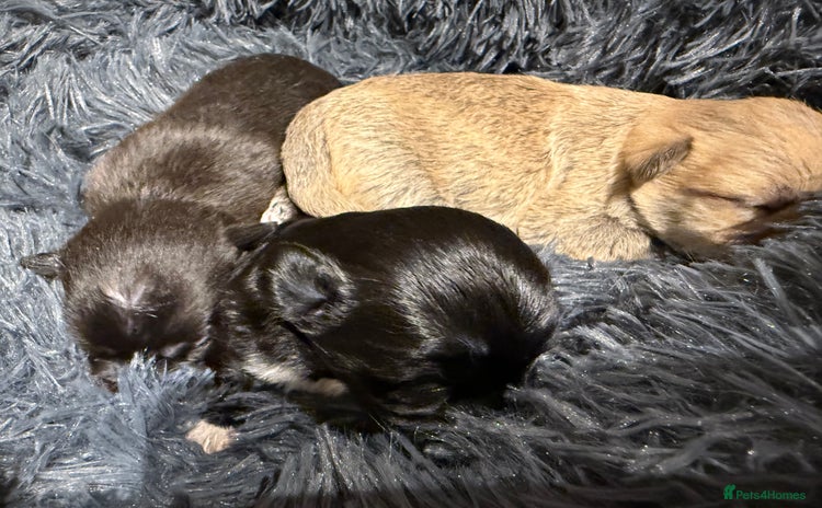 Mixed Breed dogs - Advert 10