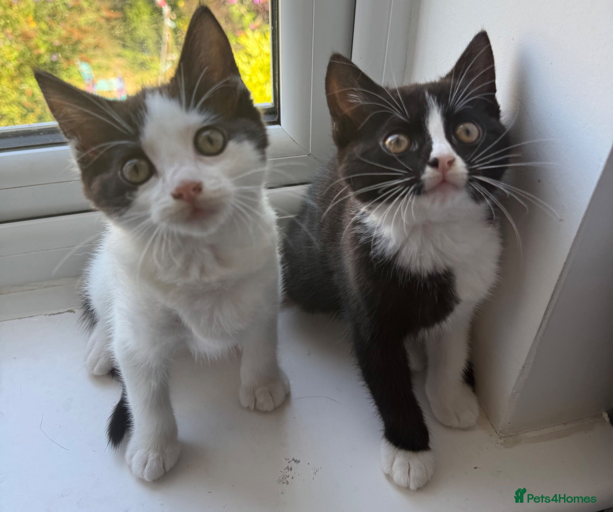 Mixed Breed cats Beautiful Ragdoll Cross Female Kittens | Ready Now - Advert 15