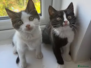 Mixed Breed cats Beautiful Ragdoll Cross Female Kittens | Ready Now - Advert 15