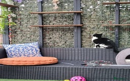 Mixed Breed cats for sale: Two indoor females seeking loving home together  - Image 24