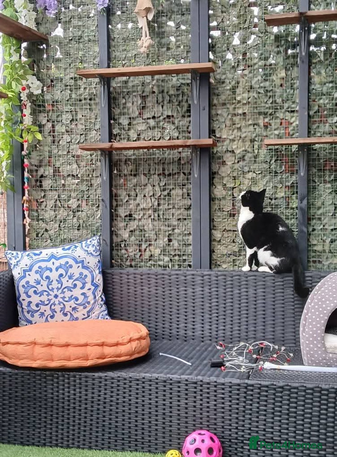 Mixed Breed cats for sale: Two indoor females seeking loving home together  - Image 24