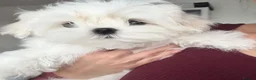 Maltese dogs for sale: 🦋Show Quality Maltese Boy Health Tested Parents🦋 - Advert 7