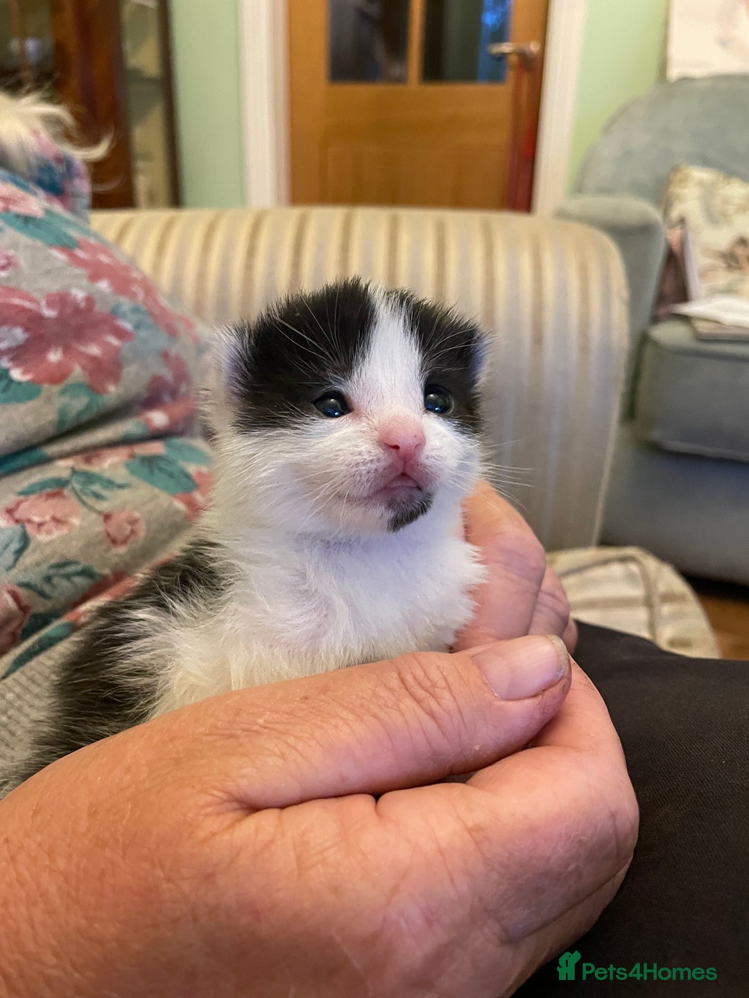 Mixed Breed cats for sale: Beautiful affectionate kittens for sale  - Image 16