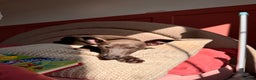 Italian Greyhound dogs for sale: Italian Greyhound 1.5 years old - Advert 5