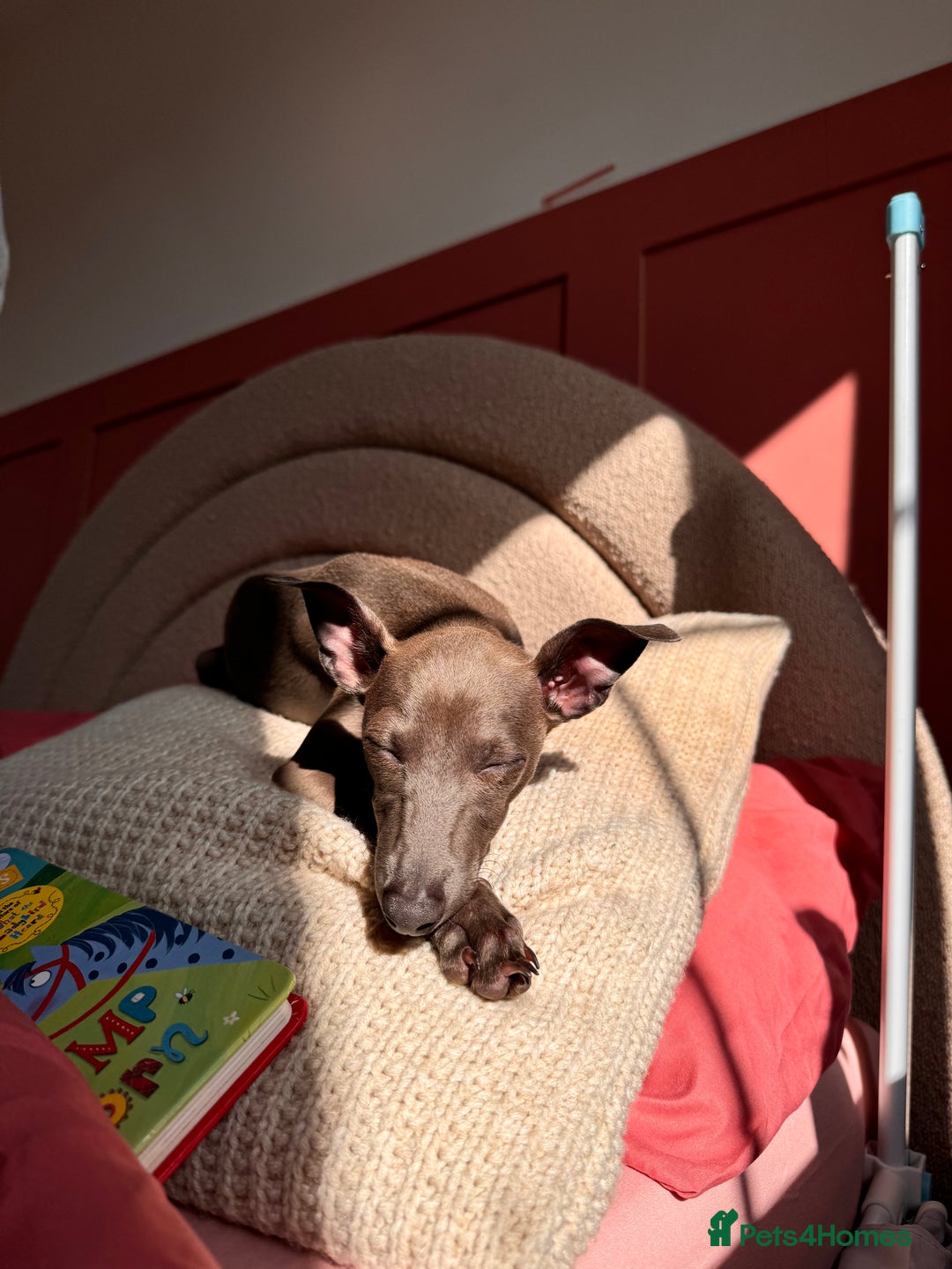 Italian Greyhound dogs for sale: Italian Greyhound 1.5 years old - Advert 5