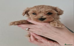 Maltipoo dogs for sale: Exceptionally F1 Maltipoo puppies  - Image 5