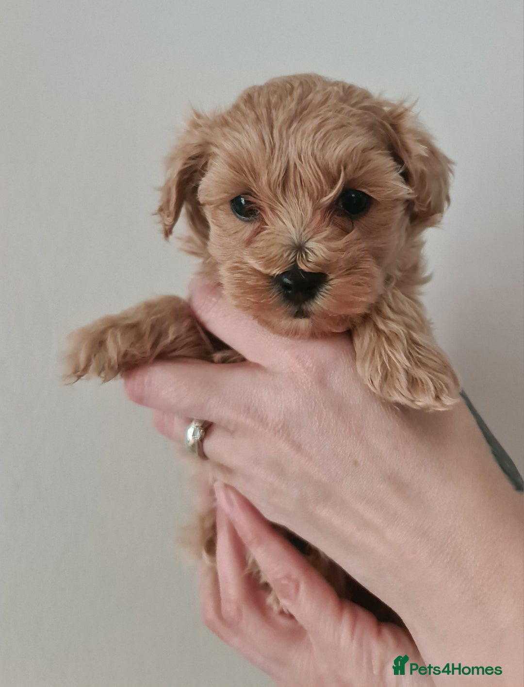 Maltipoo dogs for sale: Exceptionally F1 Maltipoo puppies  - Image 5