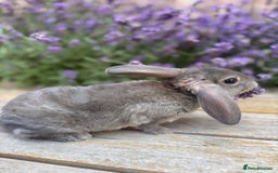 Rex rabbits for sale: *only 3 left* Mini rex x READY WEDNESDAY! 🐰  in Alfreton - Image 1