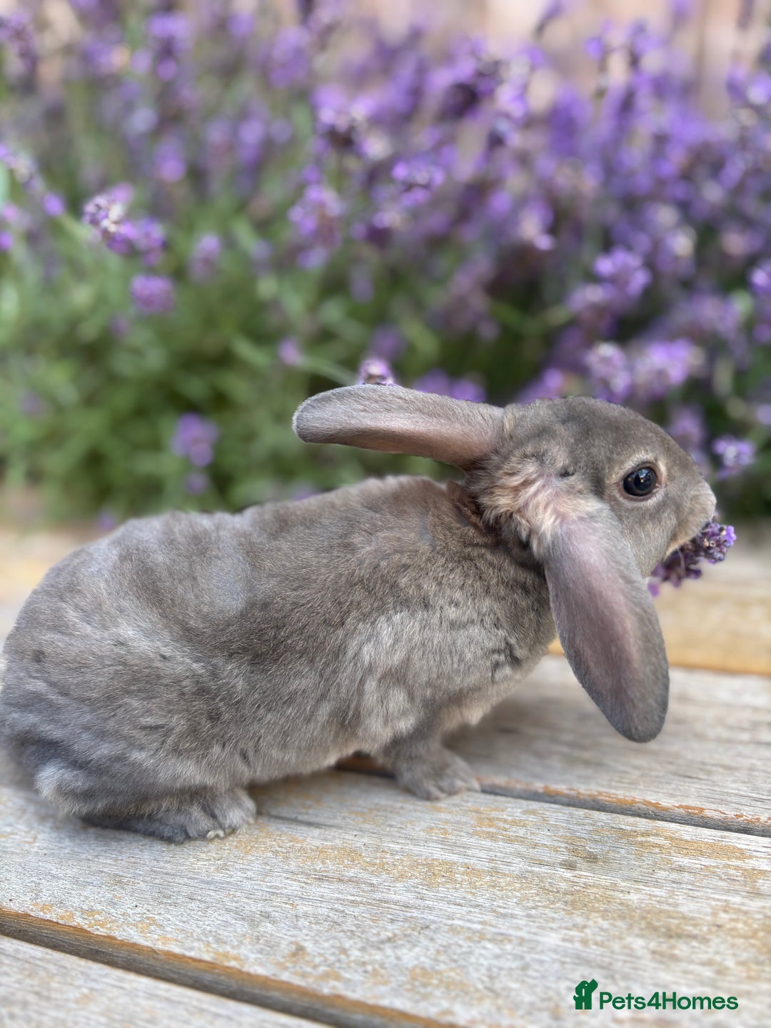 Rex rabbits for sale: *only 3 left* Mini rex x READY WEDNESDAY! 🐰  in Alfreton - Image 1