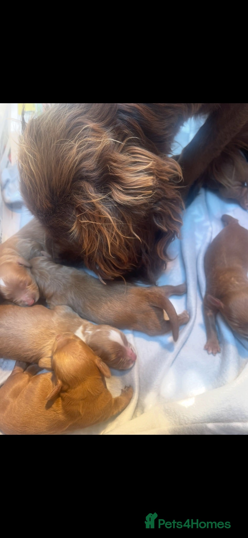 Cockapoo dogs Cockapoo puppies reds boy an girls  - Advert 2