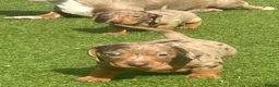 Dachshund dogs for sale: Beautiful, loving, Daschound babies - Advert 12
