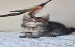 Maine Coon cats for sale: Ready to go now, Maine coon kittens - Image 14