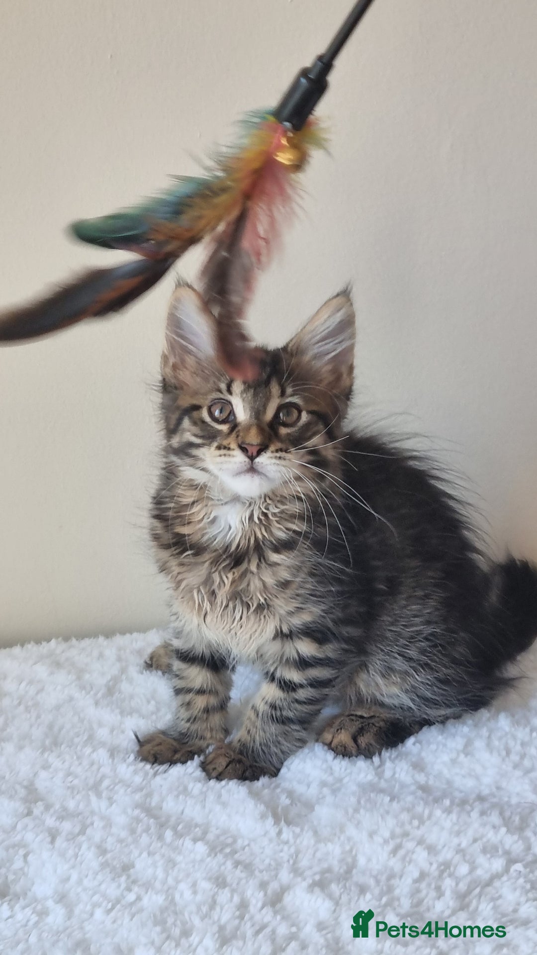 Maine Coon cats for sale: Ready to go now, Maine coon kittens - Image 14