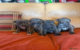 Staffordshire Bull Terrier dogs for sale: Adorable KC Reg/Health Tested SBT Puppies - Image 36