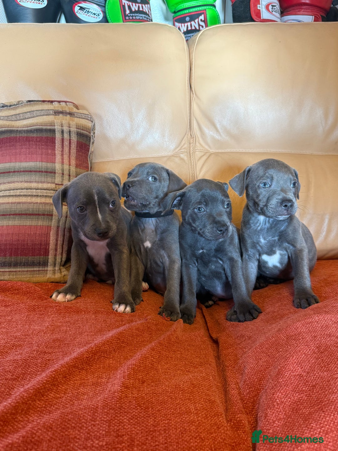 Staffordshire Bull Terrier dogs for sale: Adorable KC Reg/Health Tested SBT Puppies - Image 36