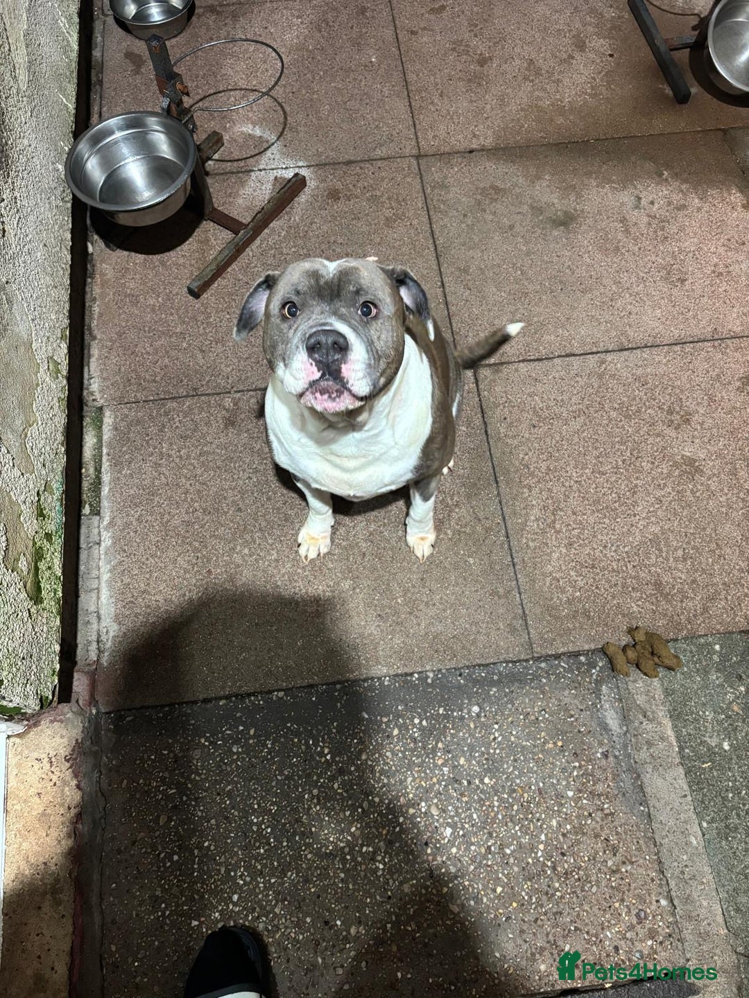 Mixed Breed dogs for sale: Puppy - Advert 6