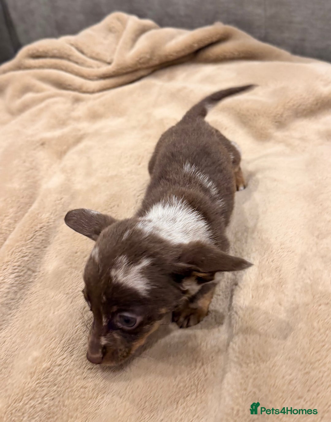 Mixed Breed dogs for sale: Mini Dachshund–Pomchi Pups - Advert 5