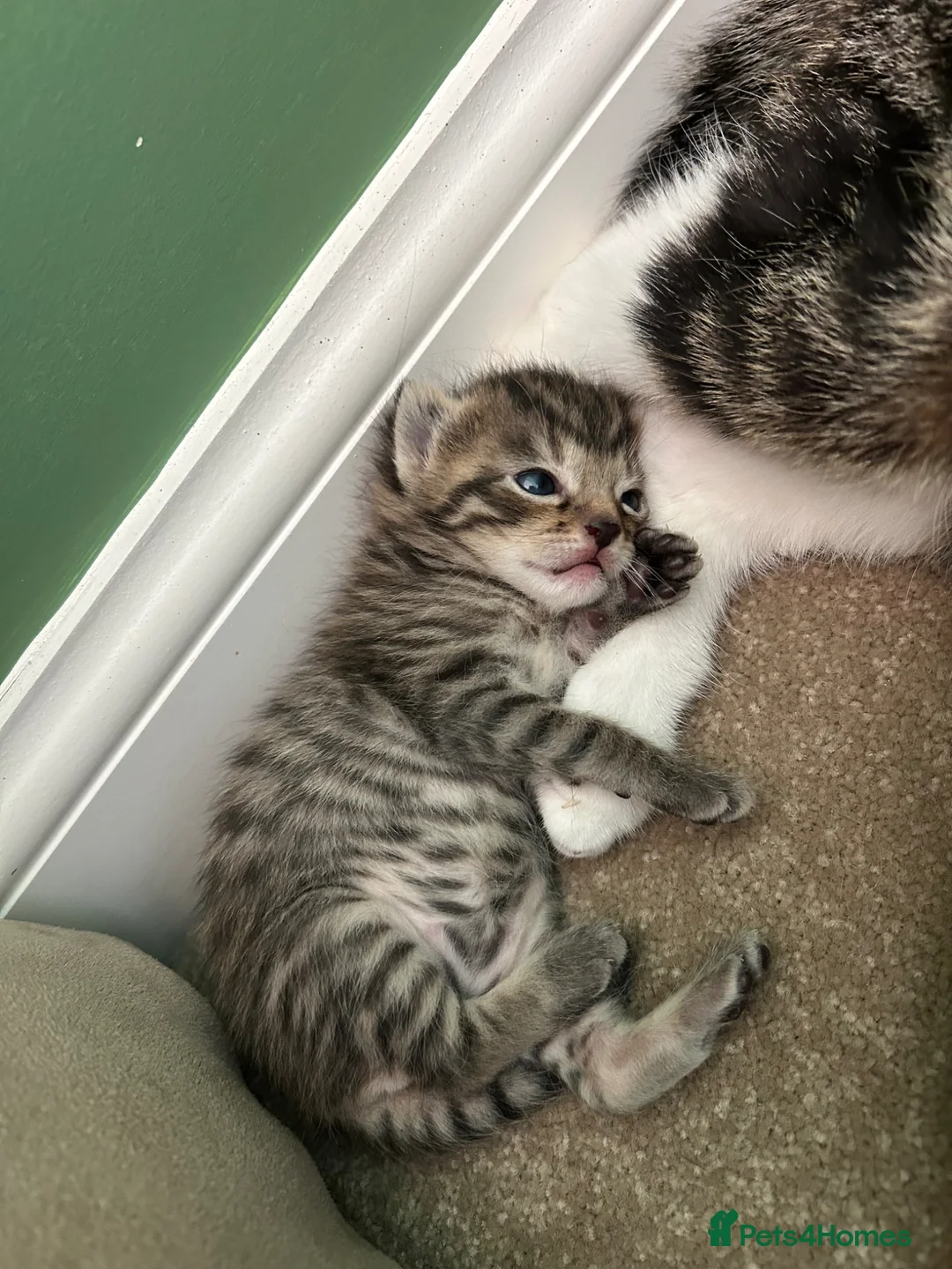 Mixed Breed cats for sale: Tabby kitten - girl  - Advert 4