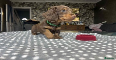 Miniature Dachshund dogs - Advert 8