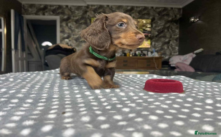 Miniature Dachshund dogs - Advert 3