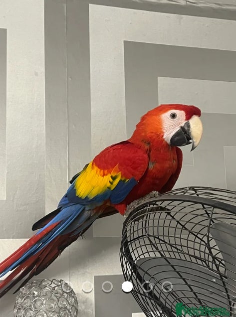 Parrots birds BABY MALE SCARLET MACAW WITH CITIES AND DNA PAPERS - Advert 3
