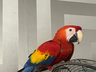 Parrots birds BABY MALE SCARLET MACAW WITH CITIES AND DNA PAPERS - Advert 1