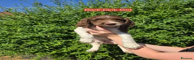 English Springer Spaniel 6