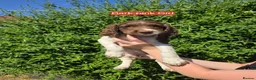 English Springer Spaniel dogs for sale: 7 Springer Spaniel Puppies ready for collection  - Advert 13
