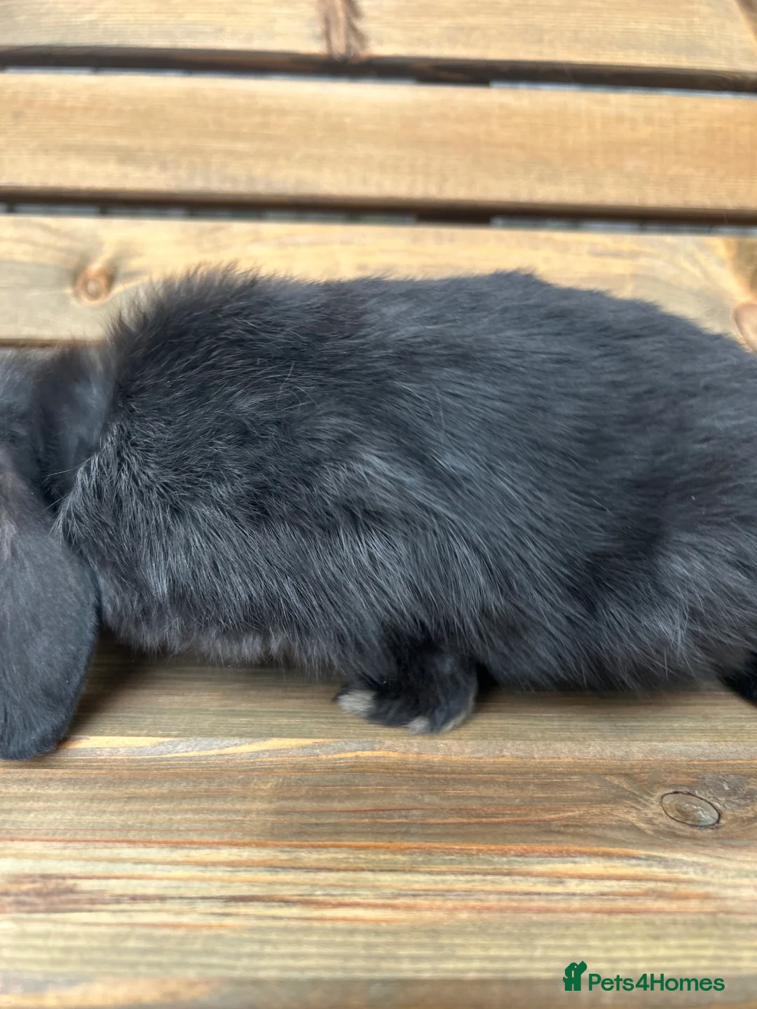 Mini Lop rabbits for sale: 🐰RESERVED-LAST MINI LOP DOE 🐰 - Advert 5