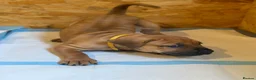 Boerboel dogs for sale: Elite Guard Neema X Spartan Dutch - Advert 12