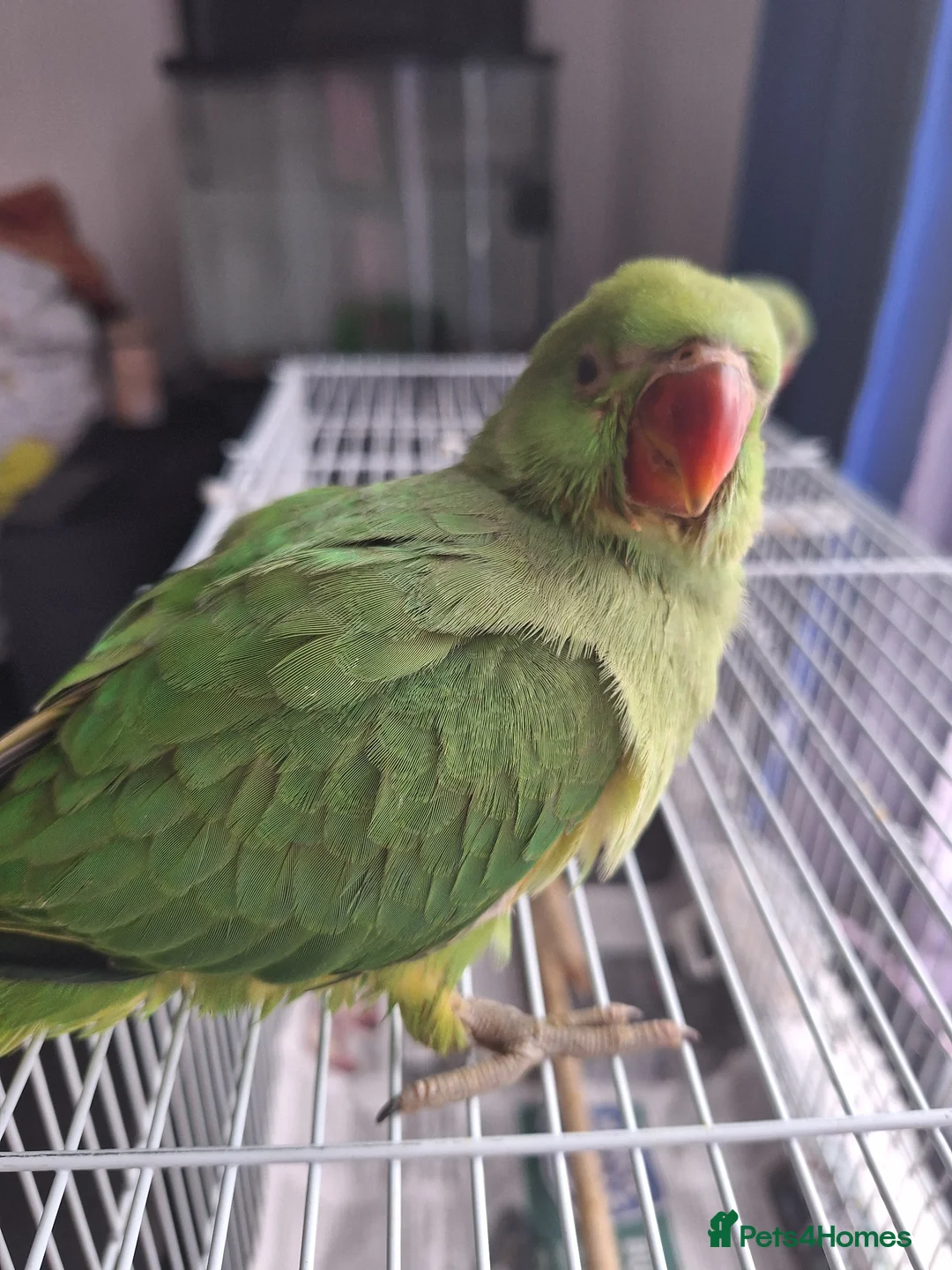 Ringnecks birds for sale: 2 baby ringnecks for sale - Advert 6