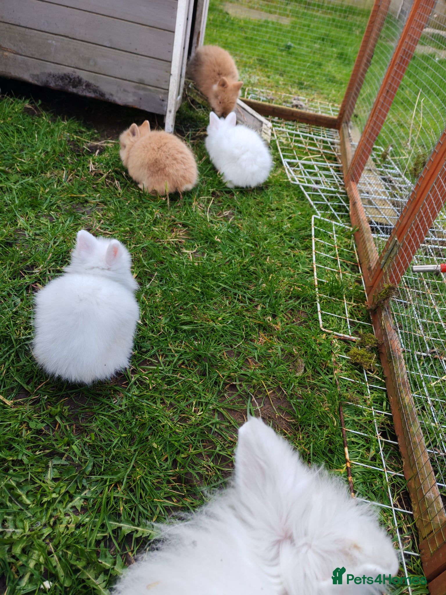 Lionhead rabbits Double maned lion head Baby Rabbits. - Advert 2
