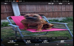 Staffordshire Bull Terrier dogs for sale: Staffordshire Bull terrier male red  - Image 1
