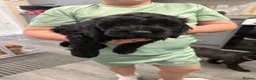 Cockapoo dogs for sale: F1b cockapoo  - Advert 5