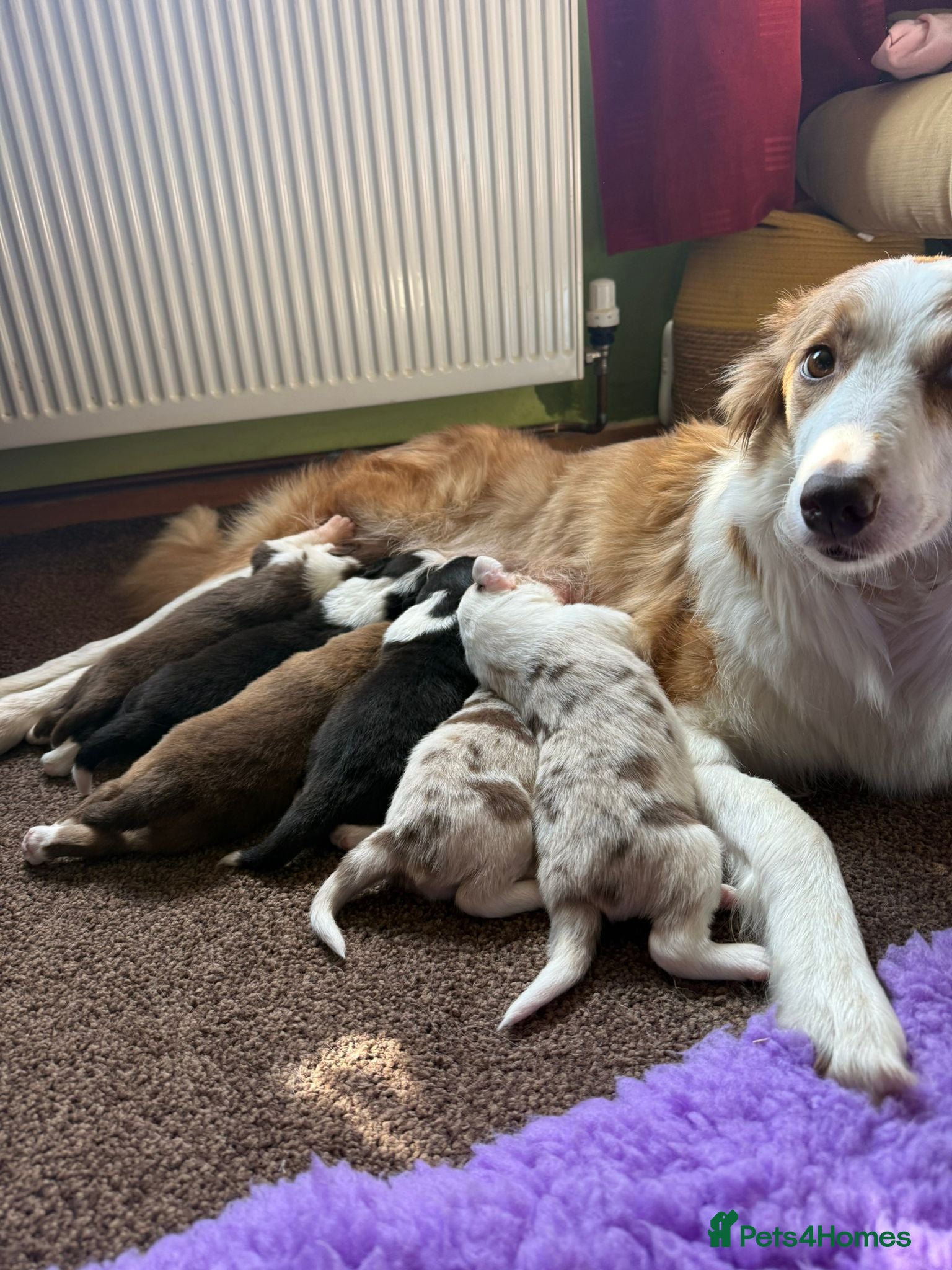 Border Collie dogs Border collie pups  - Advert 4