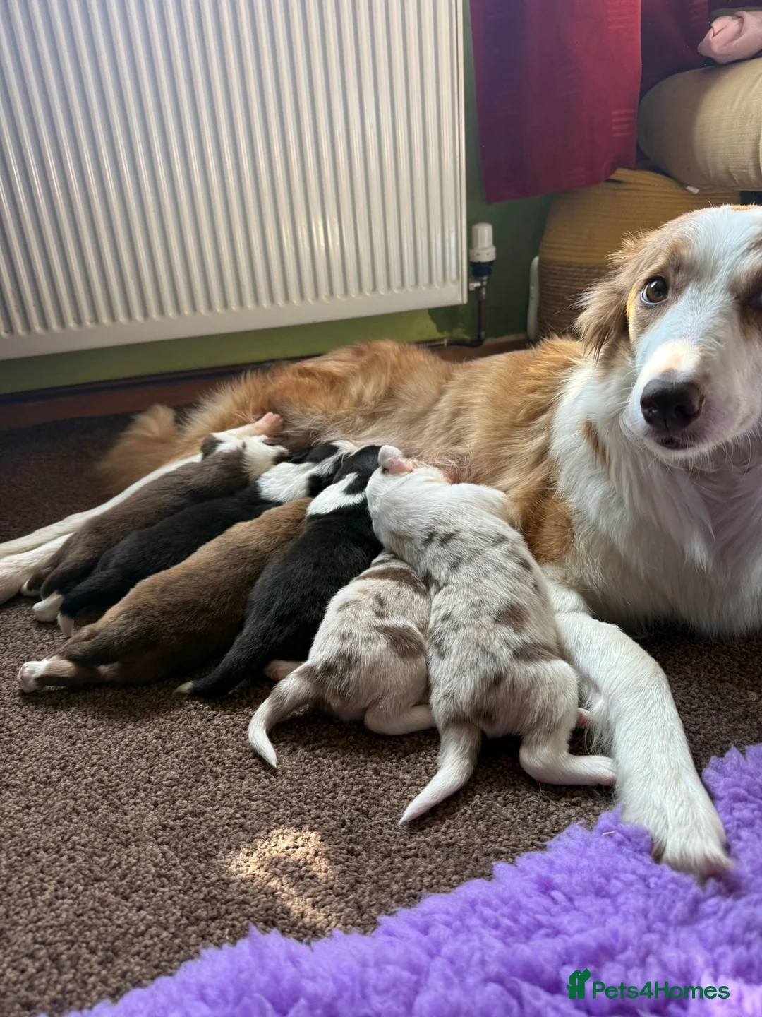 Border Collie dogs for sale: Border collie pups  in Whitby - Advert 1