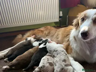 Border Collie dogs Border collie pups - Advert 1