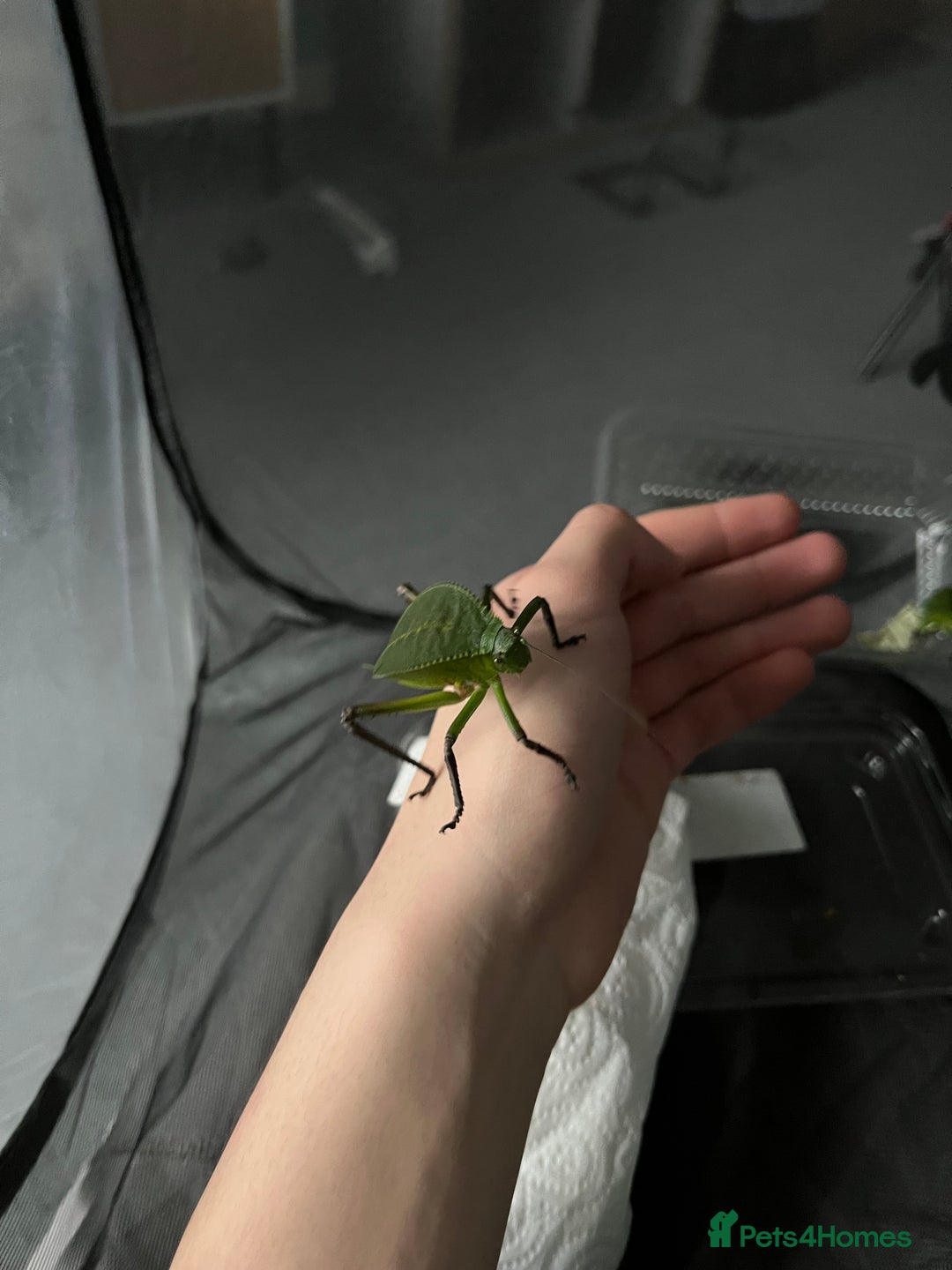 Stick Insects invertebrates for sale: Giant Hooded Katydid Nymphs - Advert 2