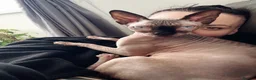 Sphynx cats for sale: Blanket Loving Canadian Sphynx in Manchester - Advert 25