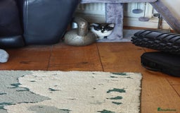 Domestic Shorthair cats for sale: Cute playful family Kittens and mother  - Image 6