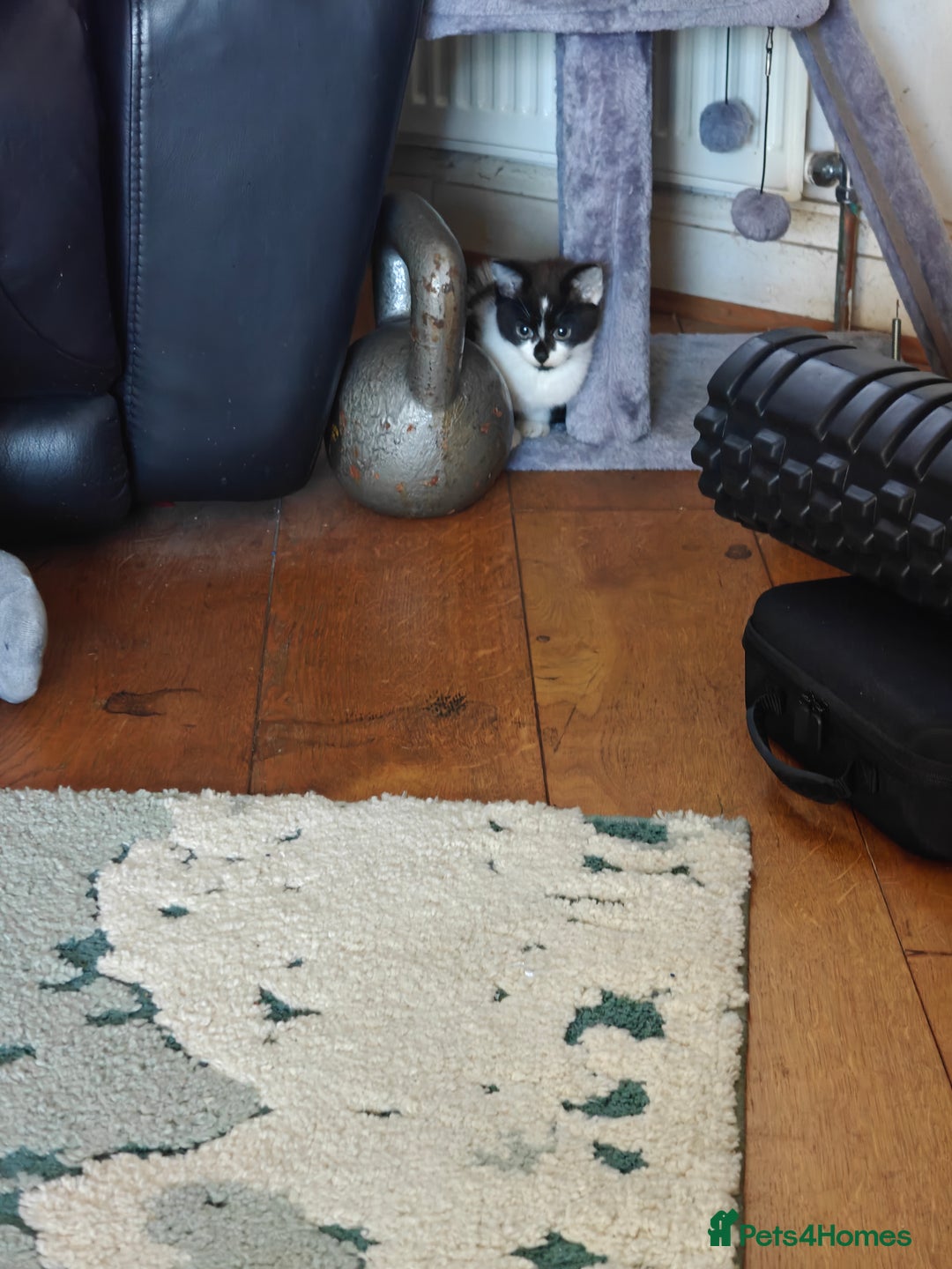 Domestic Shorthair cats for sale: Cute playful family Kittens and mother  - Image 6
