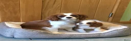 Cavalier King Charles Spaniel dogs for sale: K C reg cavalier King Charles - Advert 6