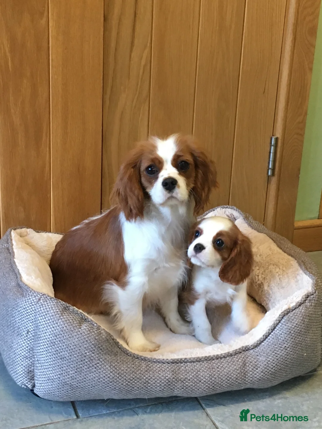 Cavalier King Charles Spaniel dogs for sale: K C reg cavalier King Charles - Advert 6