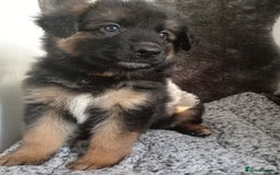 German Shepherd dogs for sale: Long haired German shepherds  - Image 5