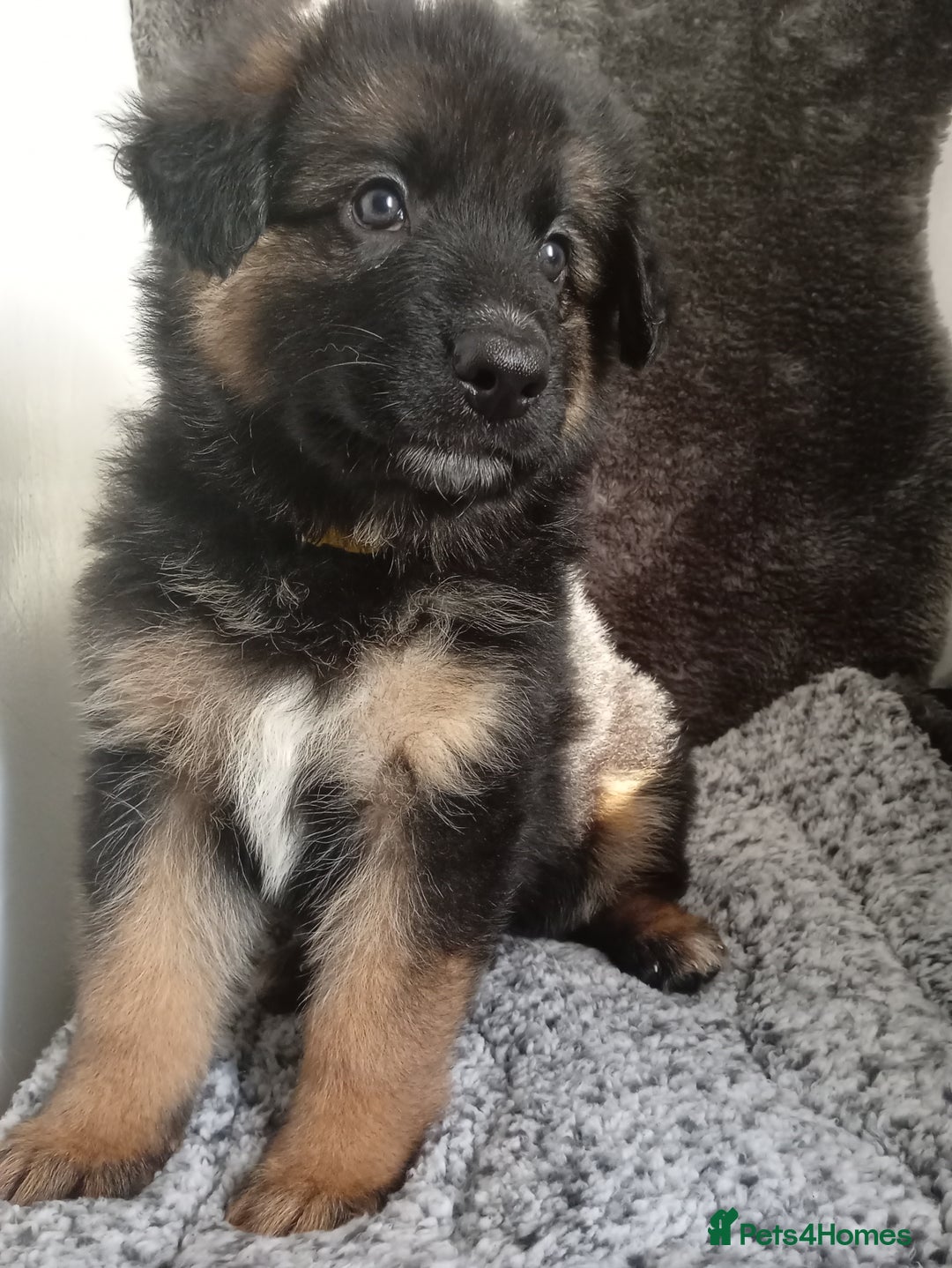 German Shepherd dogs for sale: Long haired German shepherds  - Image 5