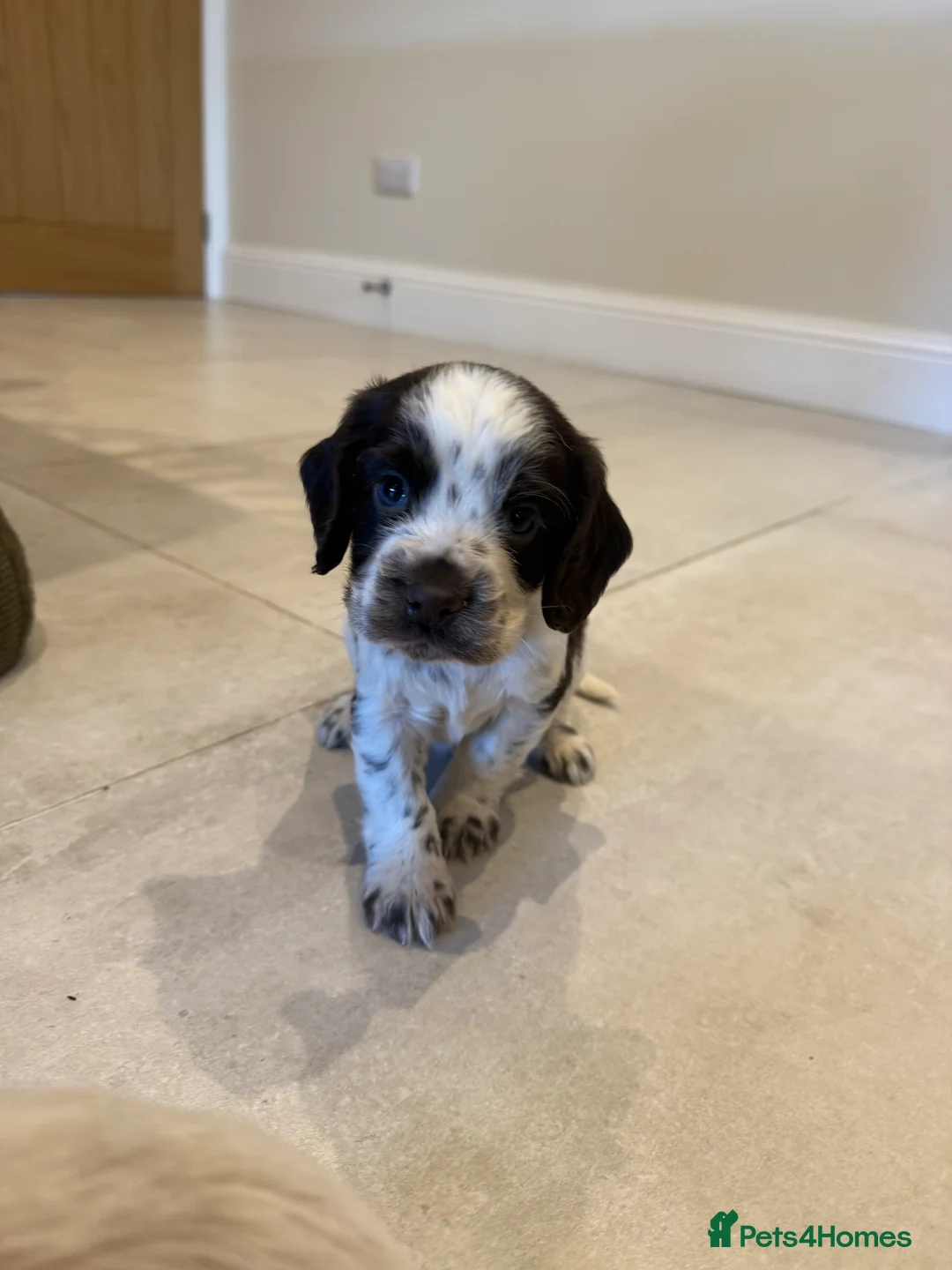 Cocker Spaniel dogs for sale: Gorgeous KC reg, working cocker spaniel pups  - Advert 10