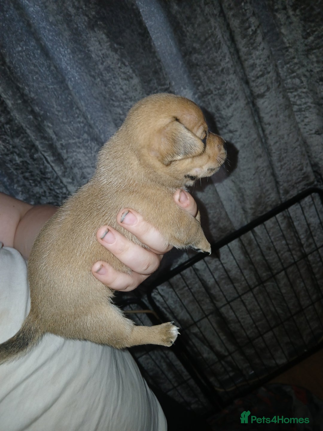 Mixed Breed dogs for sale: Jackawawas  - Image 21
