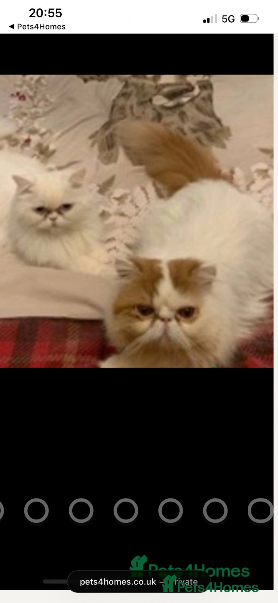 Persian cats Beautiful Persian boy - Advert 2